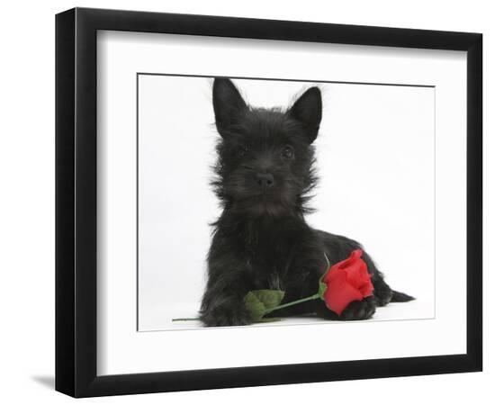 Premium Photographic Print, , large