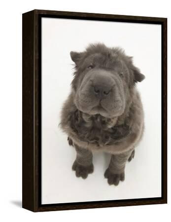 Blue Bearcoat Shar Pei Puppy, 13 Weeks, Sitting and Looking Up