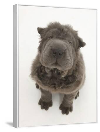 Mini Shar Pei Puppies Bear Coat Dog Price Chinese Shar-Pei Dog