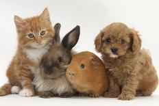 Cavapoo (Cavalier King Charles Spaniel X Poodle) Puppy with Rabbit, Guinea Pig and Ginger Kitten-Mark Taylor-Photographic Print