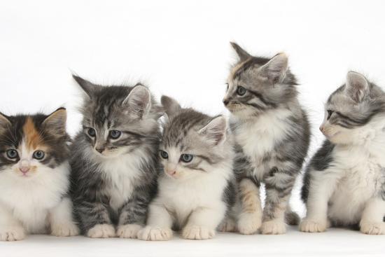 Five Maine Coon-Cross Kittens in Line, 7 Weeks'| adorable maine coon kittens for adoption and rehoming ...