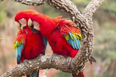 Green-winged macaws preening each other, Brazil