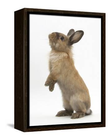Lionhead-Cross Rabbit Sitting Up on its Haunches' Photographic