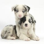 Merle Border Collie Puppies-Mark Taylor-Photographic Print