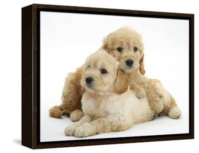 Golden Retriever Miniature Goldendoodle For Sale Preloved