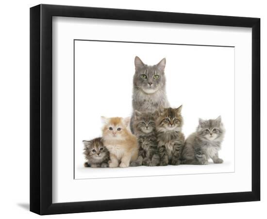 Premium Photographic Print, , large