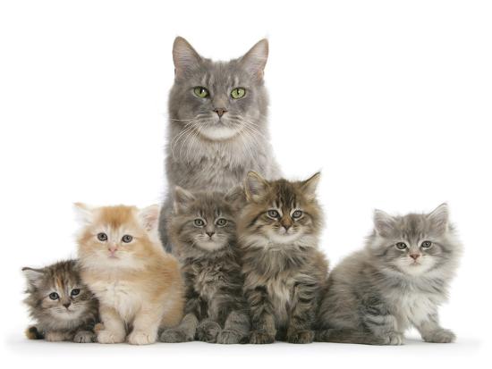Mother Maine Coon Cat, Building Relationships with Maine Coon-Experienced Veterinarians