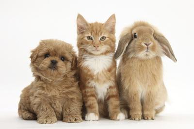 Peekapoo (Pekingese X Poodle) Puppy, Ginger Kitten and Sandy Lop Rabbit, Sitting Together