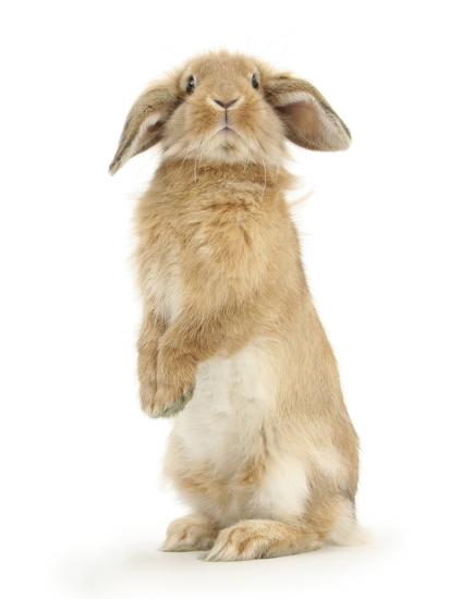 'Sandy Lop Rabbit Sitting Up on its Haunches' Photographic Print - Mark ...