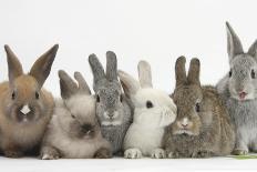 Six Baby Rabbits in Line-Mark Taylor-Photographic Print