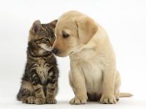Tabby kitten,n head to head with Yellow labrador puppy-Mark Taylor-Photographic Print