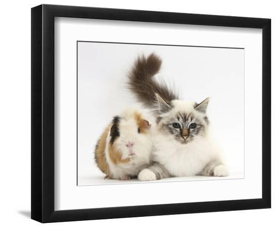 Premium Photographic Print, , large