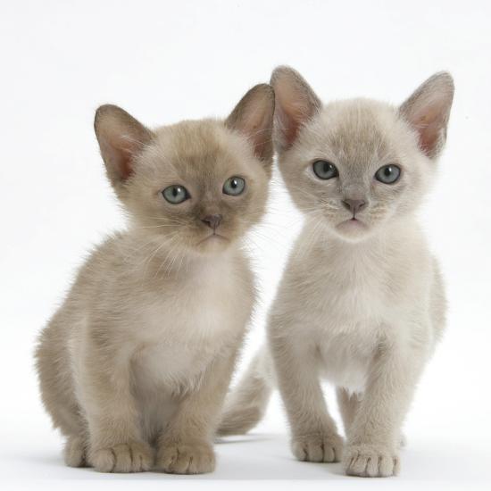 Siamese Kittens Tonkinese Cat For Sale Blue Tonkinese Kittens For