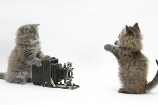 Photographic Print, , large