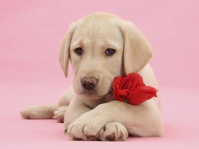 Yellow Labrador Retriever bitch pup, with a red rose