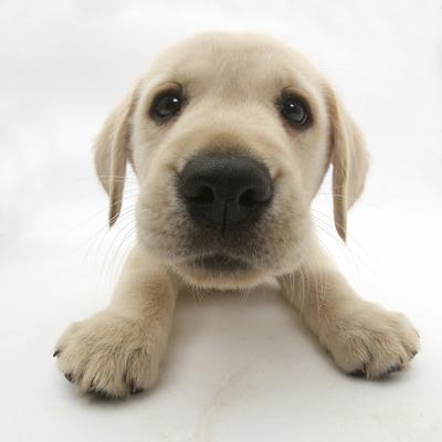 Yellow Labrador Retriever Puppy, 8 Weeks Old, Lying with Head Up