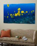 Masked Butterfly Fish-Mark Webster-Loft Art