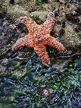 Olympic National Park, Second Beach, Ochre Sea Star and Seaweed-Mark Williford-Photographic Print