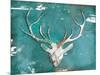 Market Deer Head-OnRei-Mounted Art Print