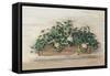 Market Geraniums Farmers Market Crop-Carol Rowan-Framed Stretched Canvas