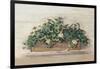 Market Geraniums Farmers Market Crop-Carol Rowan-Framed Art Print