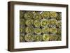 Market in Santiago, These Artichokes Were Displayed Artfully in Rows-Mallorie Ostrowitz-Framed Photographic Print