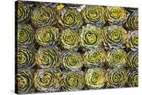 Market in Santiago, These Artichokes Were Displayed Artfully in Rows-Mallorie Ostrowitz-Stretched Canvas