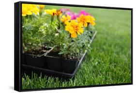 Market Pack of Marigolds and Impatiens Waiting to Be Planted-soupstock-Framed Stretched Canvas
