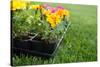 Market Pack of Marigolds and Impatiens Waiting to Be Planted-soupstock-Stretched Canvas