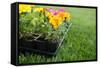 Market Pack of Marigolds and Impatiens Waiting to Be Planted-soupstock-Framed Stretched Canvas