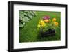 Market Pack of Marigolds and Impatiens Waiting to Be Planted-soupstock-Framed Photographic Print