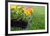 Market Pack of Marigolds and Impatiens Waiting to Be Planted-soupstock-Framed Photographic Print