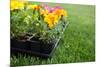 Market Pack of Marigolds and Impatiens Waiting to Be Planted-soupstock-Mounted Photographic Print