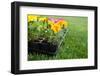 Market Pack of Marigolds and Impatiens Waiting to Be Planted-soupstock-Framed Photographic Print