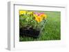 Market Pack of Marigolds and Impatiens Waiting to Be Planted-soupstock-Framed Photographic Print