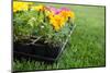 Market Pack of Marigolds and Impatiens Waiting to Be Planted-soupstock-Mounted Photographic Print