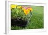 Market Pack of Marigolds and Impatiens Waiting to Be Planted-soupstock-Framed Photographic Print