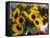 Market Sunflowers, Nice, France-Charles Sleicher-Framed Stretched Canvas