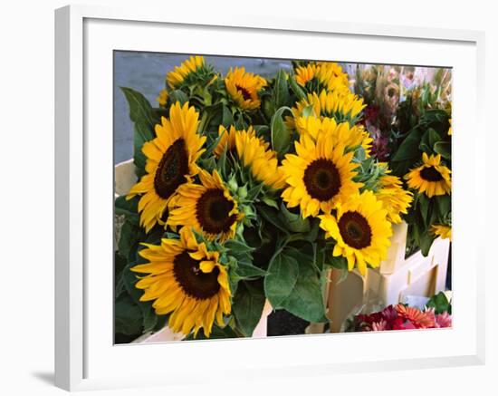 Market Sunflowers, Nice, France-Charles Sleicher-Framed Photographic Print