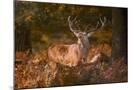 Wood Mount