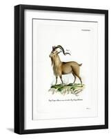 Markhor-null-Framed Giclee Print