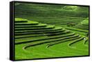 Canvas Black