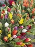 Bunches of colorful tulips-Markus Altmann-Photographic Print