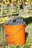 Bucket of Wine Grapes, Grape Harvest, Esslingen, Baden Wurttemberg, Germany-Markus-Photographic Print