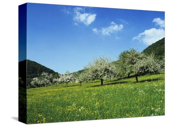Stretched Canvas Print, , large