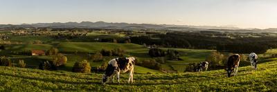 Cows in Front of the Alpine Upland Near ArgenbŸhl, Baden-WŸrttemberg-Markus Leser-Framed Photographic Print