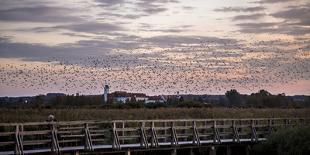 Flock of Birds, Glaucomas over the Federsee (Lake) at Bad Buchau (Village), Germany-Markus Leser-Photographic Print
