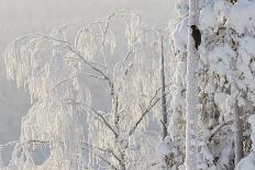 Ural Owl (Stix Uralensis) Resting in Snowy Tree, Kuusamo, Finland-Markus Varesvuo-Stretched Canvas