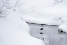 Whooper swans three coming into land, Hokkaido, Japan-Markus Varesvuo-Photographic Print
