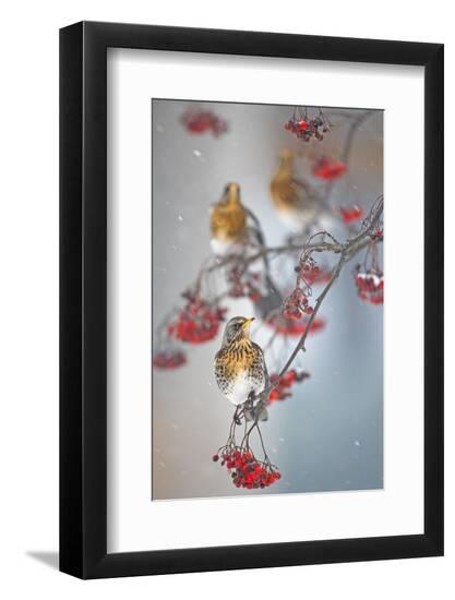 Premium Photographic Print, , large